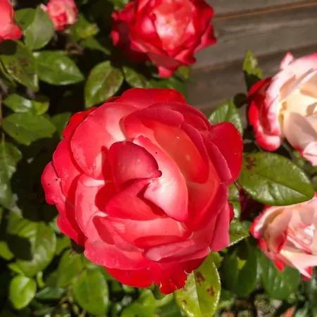 Anneks V/stevns Klint Vendégház Store Heddinge