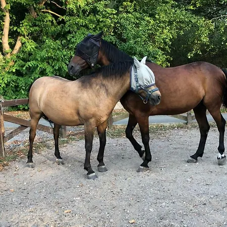 Pensión Anneks V/stevns Klint Store Heddinge