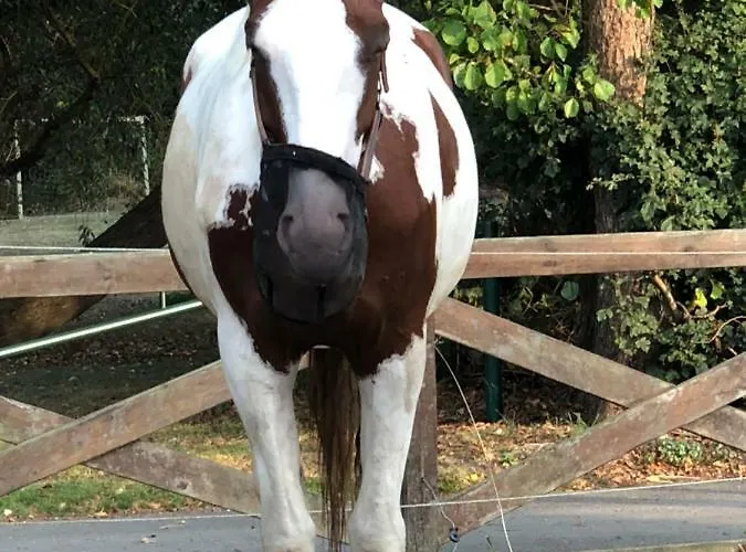 Anneks V/stevns Klint Store Heddinge